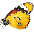 https://sklep.bajarnia.pl/wp-content/uploads/2019/08/butterfly.png